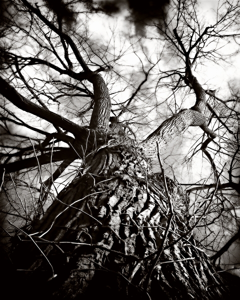 Photograph Greg Lappin The Dark Tree on One Eyeland